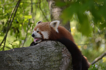 Fototapeta premium Red panda getting some rest in a tree on a hot summer day