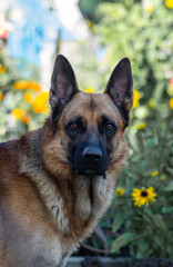 german shepherd dog on grass