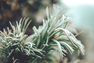 Frozen beauty. Snow falling at the trees branches