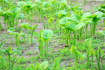 Fresh and tender white Hosta leaves in the botanical garden, North China