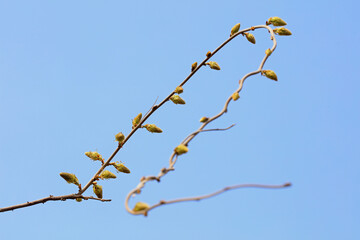 Beautiful Wisteria buds in the botanical garden, North China