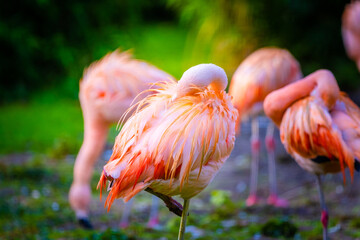 flamingo in the zoo
