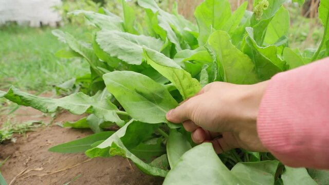 Sorrel Rumex harvest. Eco-friendly cultivation of vegetables. Selective focus