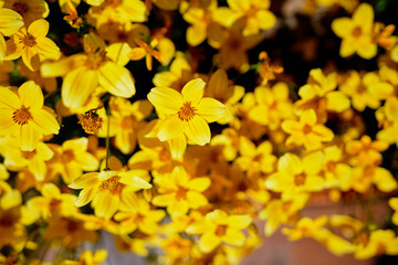 Summer blossom. Closeup of many yellow flowers.
