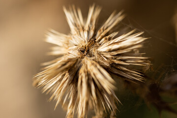 pointed dried thorny plant in autumn
