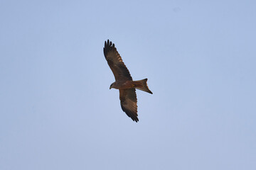 Black kite (Milvus migrans)