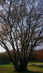 Fototapeta na wymiar Großer Baum in der Natur