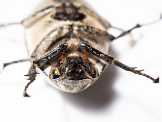 Close up shoot of Lepidiota stigma