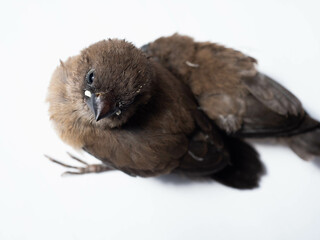Picture of baby Javan Munia bird