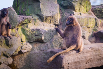 macaques monkeys