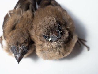 Picture of baby Javan Munia bird