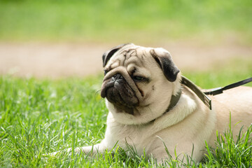 a young beige pug rests on the green grass during a walk