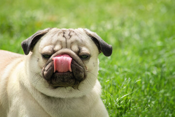 A young pug is funny licking his nose. Close-up