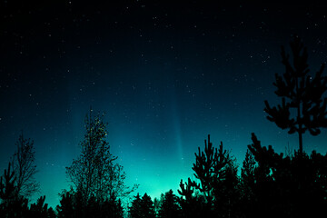 Northern lights in the forest