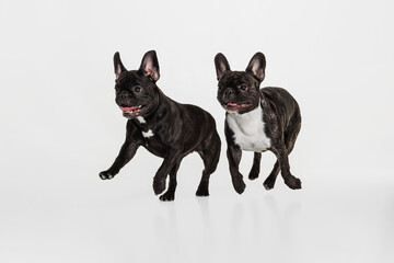 Two cute beautiful purebred dogs, French bulldog posing isolated over white studio background. Animal, vet, care concept