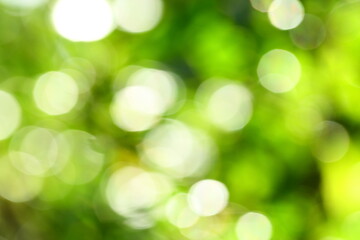 Obraz premium Fresh green nature abstract defocused photograph for backgrounds.