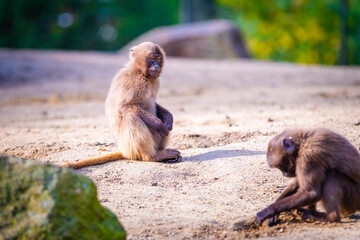 macaques monkeys