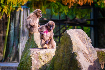 Fototapeta na wymiar macaques monkeys