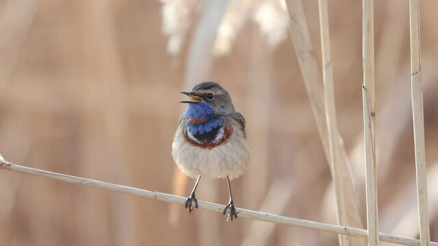 beautiful wild bird bluethroat singing a song