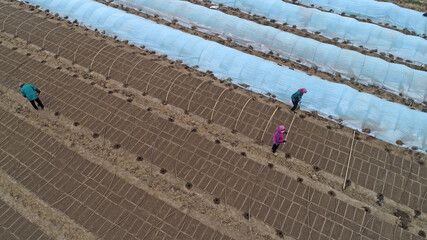 Farmers are planting rice in the fields, North China
