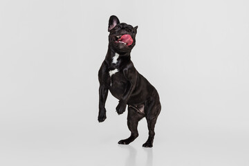 Studio shot of purebred dog, French bulldog standing isolated over white studio background. Animal, vet, care concept