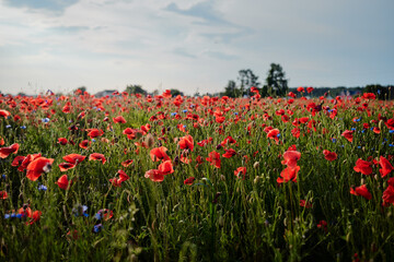 Fototapeta premium Beautiful summer day. Red poppy field.