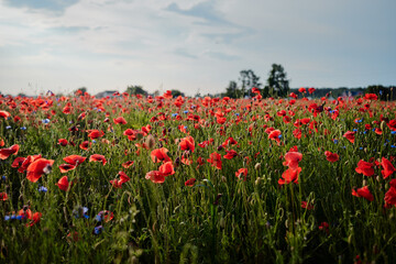 Beautiful summer day. Red poppy field.