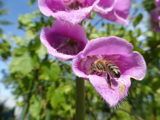 Biene in einer Blume