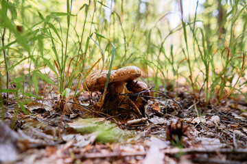 Forest scene. Mushrooms on the ground.