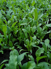 Indian Farm Spinach is ready Organic Vegetable Farming, selective focus on subject