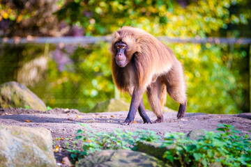 macaques monkeys
