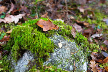 Stone overgrown with moss in the forest