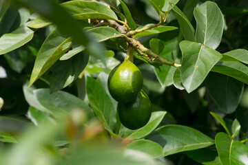 Avocado (Persea americana) and its growing fruits in the city of Rio de Janeiro, Brazil	