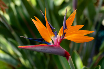 Obraz na płótnie Canvas Strelitzia reginae or crane flower or bird of paradise is a popular flowering plant indigenous to South Africa with decorative orange petals in botanical garden in Funchal, Madeira island Portugal.