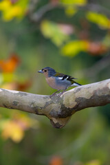 Male Madeiran chaffinch or tentilhão (Fringilla coelebs maderensis), small passerine bird in the finch family Fringillidae. Subspecies of the common chaffinch that is endemic to the Portuguese island.