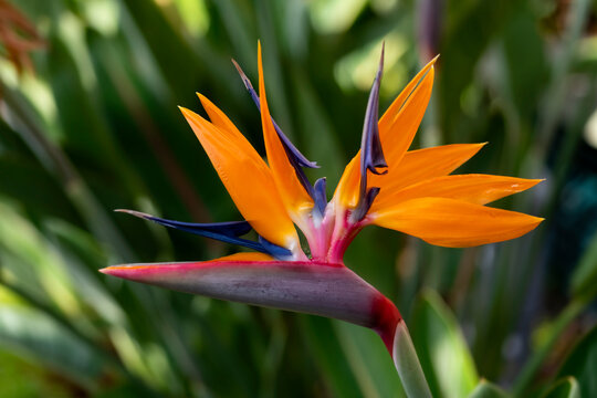Strelitzia reginae or crane flower or bird of paradise is a popular flowering plant indigenous to South Africa with decorative orange petals in botanical garden in Funchal, Madeira island Portugal.