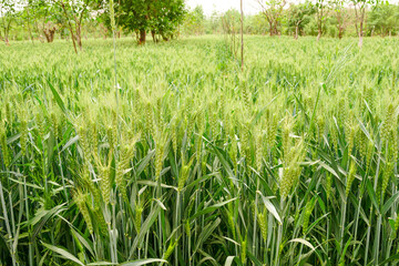 Green wheat is in the field