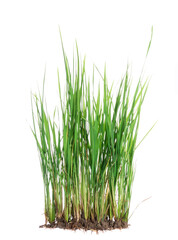nature green grass or rice plant isolated on white background