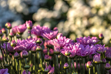 Obraz premium Pink flowers of cultivated chrysanthemum closeup with dew drops on the petals. Selective focus