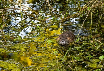 Petit ragondin dans le marais