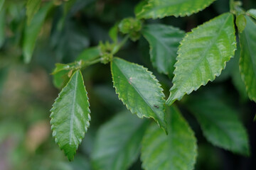 green leaves growing in the yard