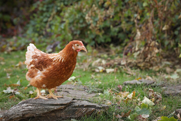 Beautiful chicken in yard on farm. Domestic animal