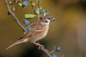 Tree sparrow perching on the blackthorns tree.