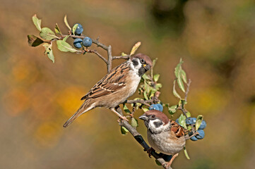 The tree sparrow on the branch of blackthorn tree,