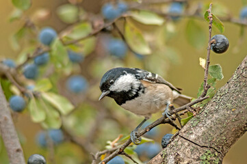 The coal tit on the branch of blackthorn tree.
