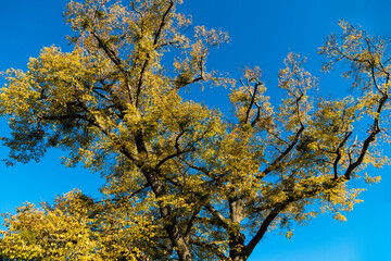 Linde mit Herbstlaub auf dem Württemberg in Stuttgart