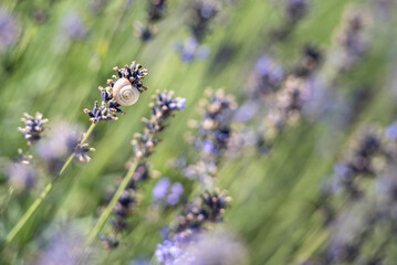 Snail on lavender 2