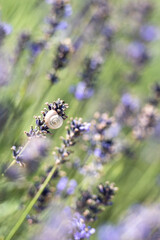 Snail on lavender