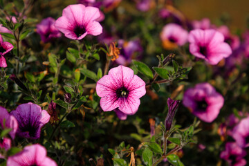 Flowers in the garden