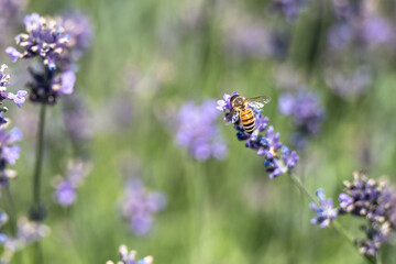 Bee on lavender